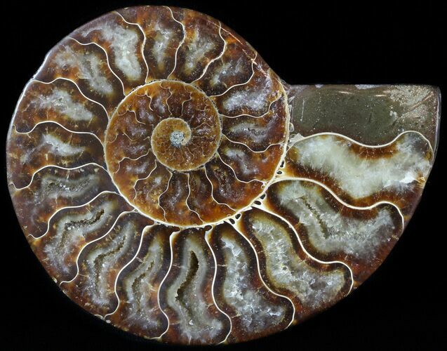 Agatized Ammonite Fossil (Half) #46533